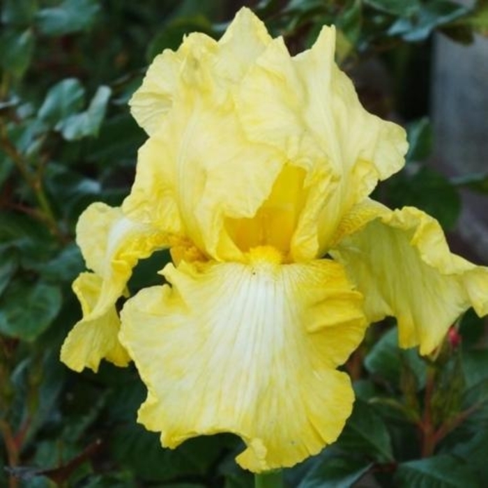 Bearded Iris - Iris Germanica 'Banana Frappe' from EC Browns Nursery