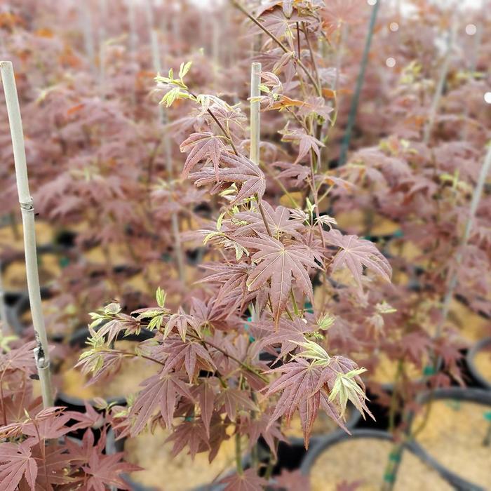 'Cider Hill' Japanese Maple - Acer palmatum from EC Browns Nursery