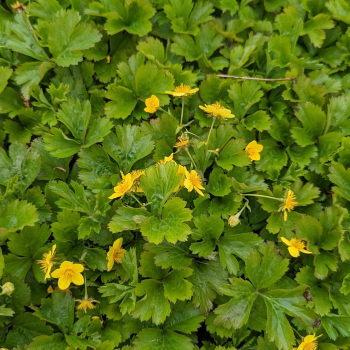 Barren Strawberry - Waldsteinia fragarioides from EC Browns Nursery