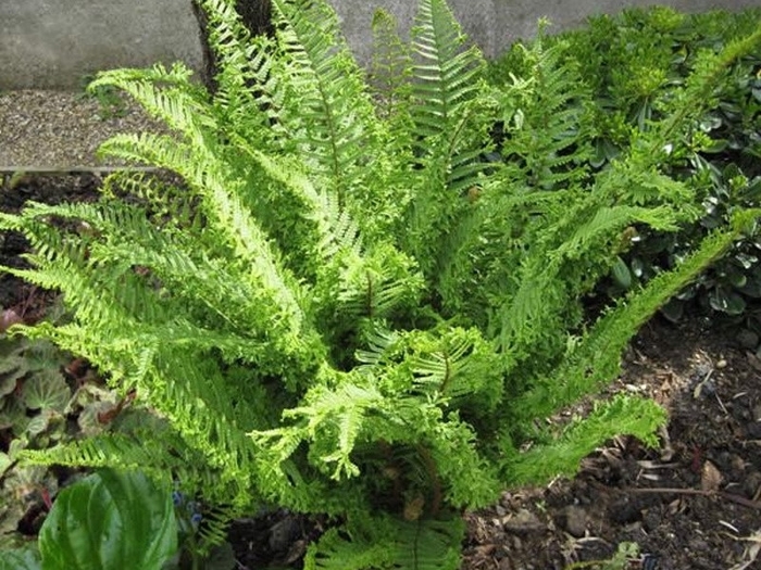 Cristata the King - Dryopteris affinis 'Cristata the King' from EC Browns Nursery