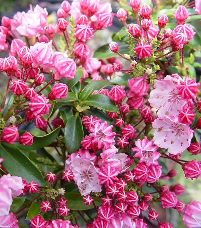 'Little Linda' Miniature Mountain Laurel - Kalmia latifolia from EC Browns Nursery
