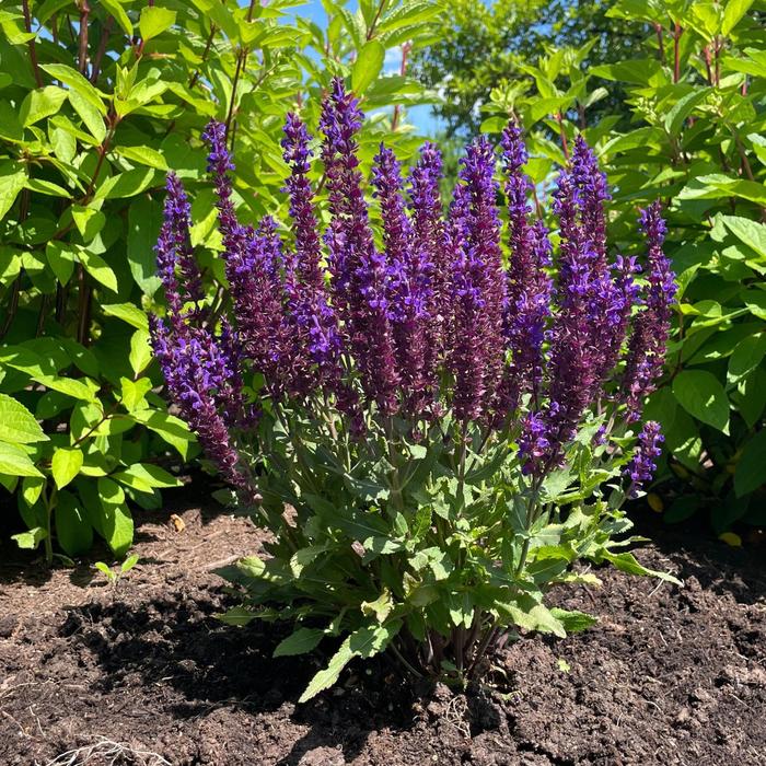 Perpetual Purple&trade; Meadow Sage - Salvia nemorosa from EC Browns Nursery