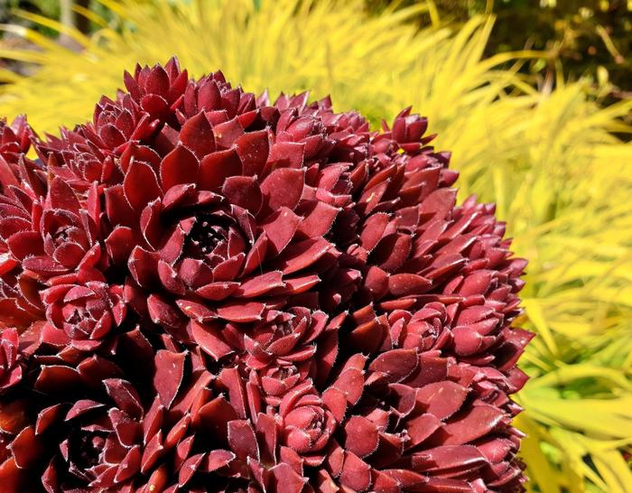 Colorockz&reg; 'Coral Red' Hen & Chicks - Sempervivum from EC Browns Nursery