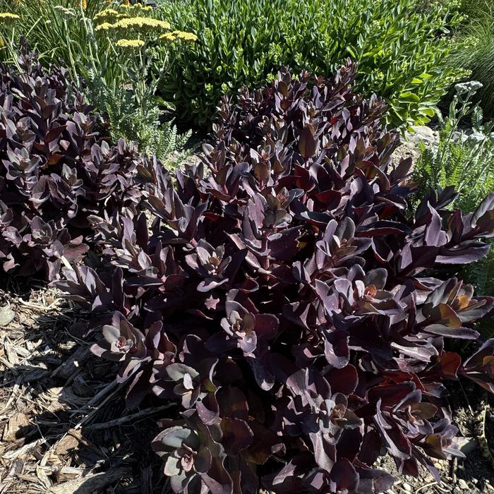 'Wineberry Delight' Stonecrop - Sedum from EC Browns Nursery