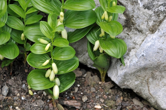 Dwarf Solomon's Seal - Polygonatum humile from EC Browns Nursery