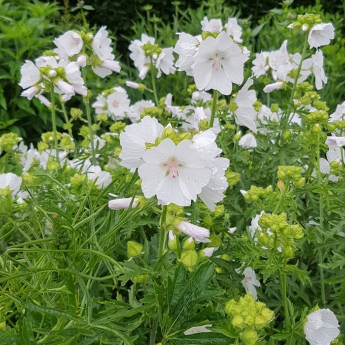 Musk Mallow - Malva Moschata 'alba' from EC Browns Nursery