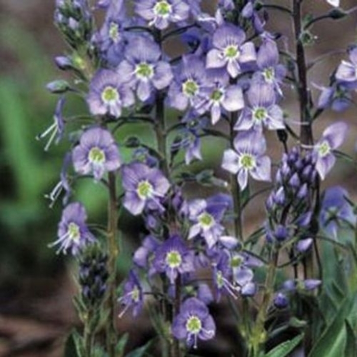 'Little Blues' Gentian Speedwell - Veronica gentianoides from EC Browns Nursery