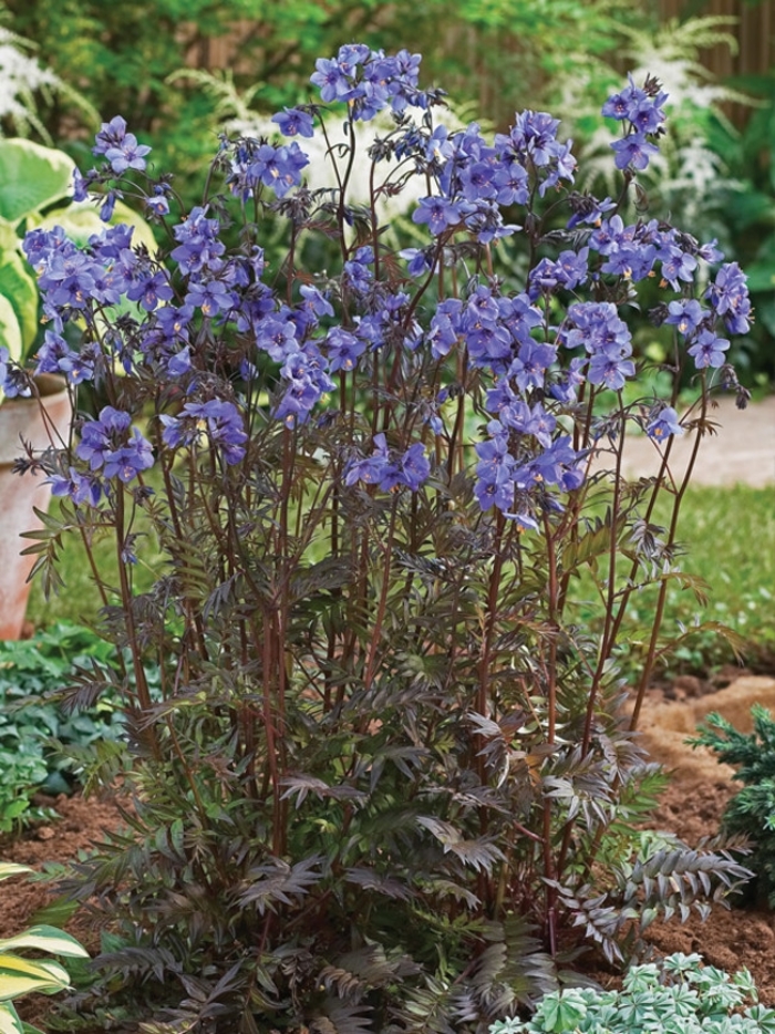 'Purple Rain' Jacob's Ladder - Polemonium yezoense var. hidakanum from EC Browns Nursery