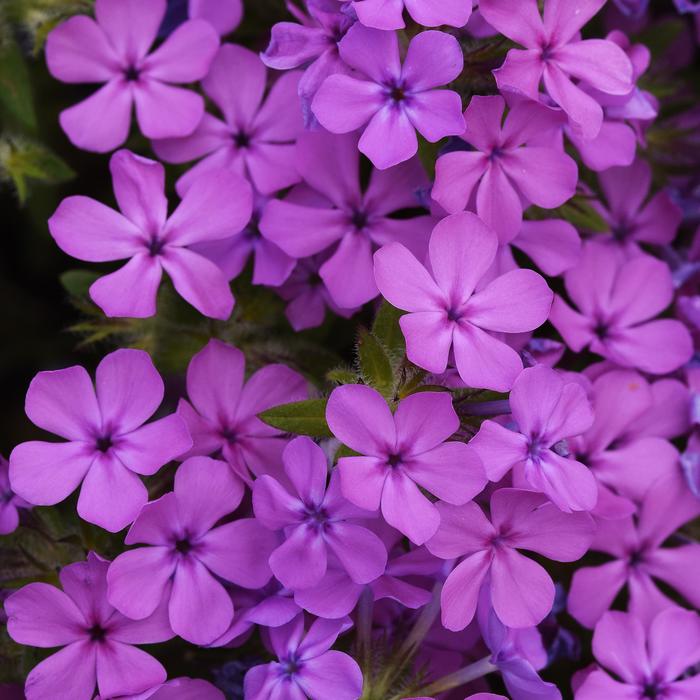 Candy Cloud&trade; Pink - Phlox from EC Browns Nursery
