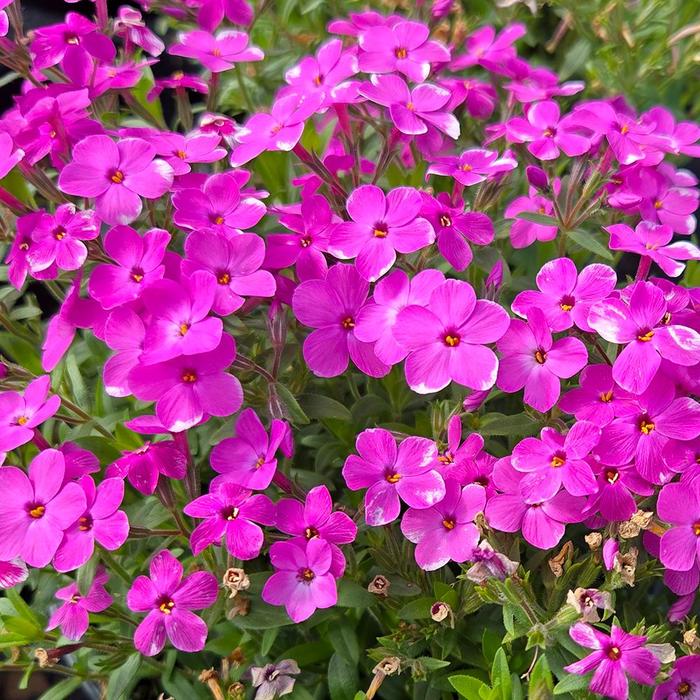 'Woodlander Pink' - Phlox from EC Browns Nursery
