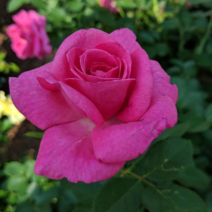True Bloom&trade; True Gratitude&trade; - Rosa (Climbing Rose) from EC Browns Nursery