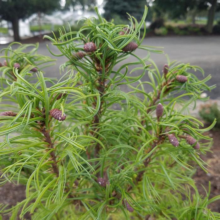 'Torulosa' Eastern White Pine - Pinus strobus from EC Browns Nursery