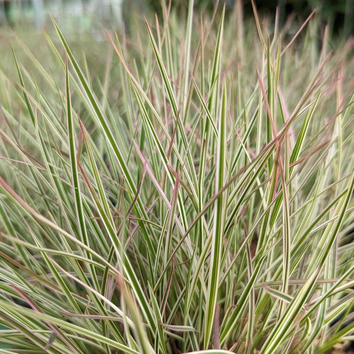 'Chameleon' Little Bluestem Grass - Schizachyrium scoparium from EC Browns Nursery