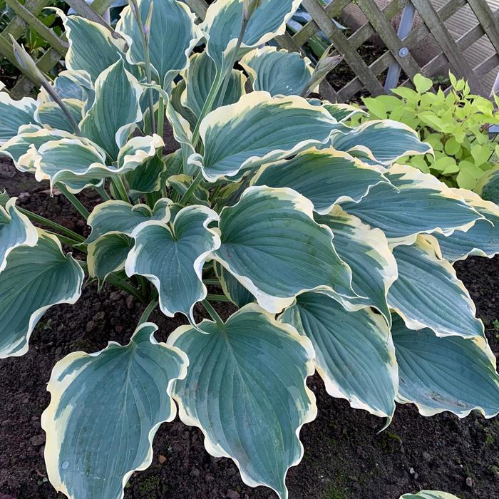 Shadowland&reg; 'Hope Springs Eternal' - Hosta (Plantain Lily, Hosta) from EC Browns Nursery