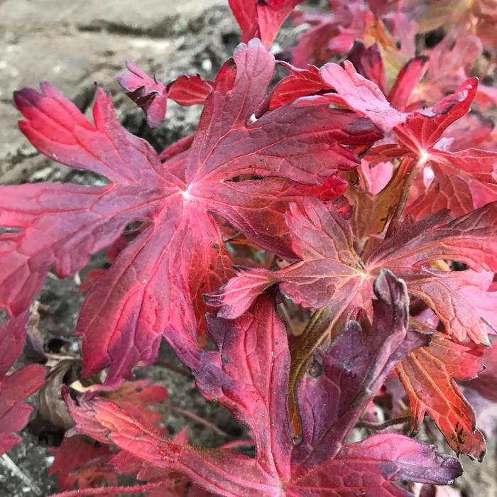 'Crane Dance' - Geranium maculatum from EC Browns Nursery
