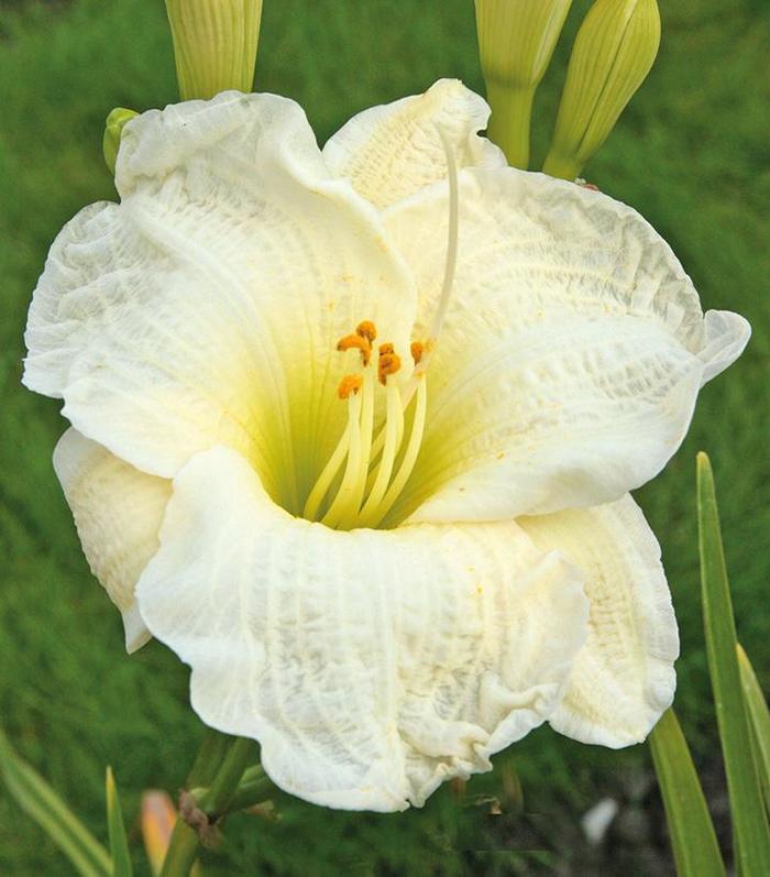 'Gentle Shepherd' Daylily - Hemerocallis from EC Browns Nursery