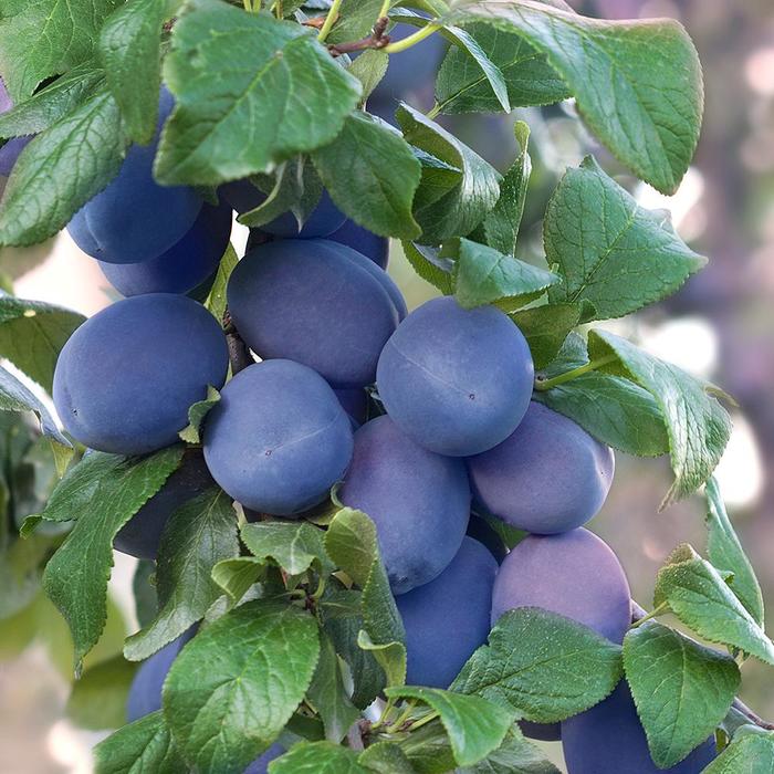 'Mount Royale' Plum - Prunus domestica from EC Browns Nursery