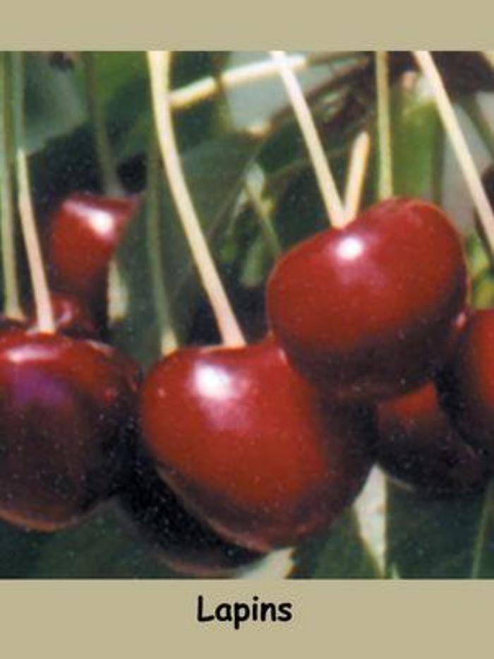 'Lapins' Cherry - Prunus avium from EC Browns Nursery