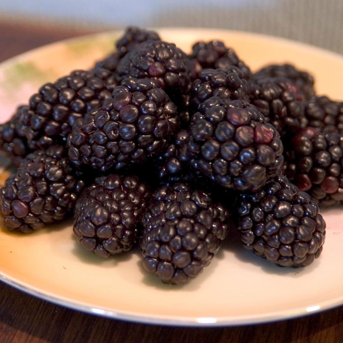 'Bristol' Black Raspberry - Rubus from EC Browns Nursery