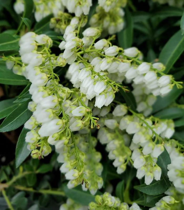 'Purity' Lily of the Valley Shrub - Pieris japonica from EC Browns Nursery