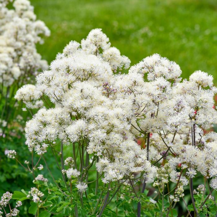 'Cotton Ball' Meadow Rue - Thalictrum from EC Browns Nursery