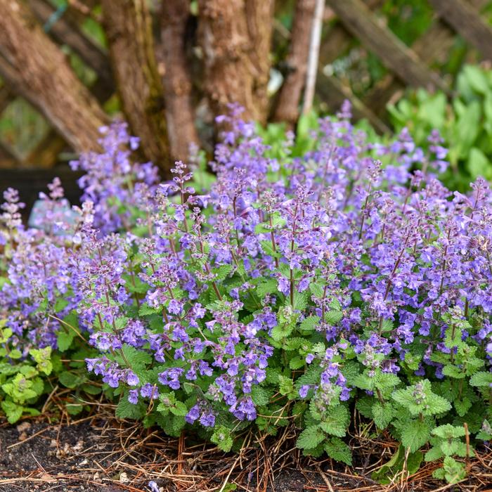 'Catwalk Queen' Catmint - Nepeta from EC Browns Nursery