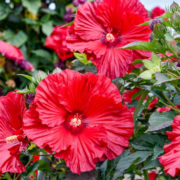 Summerific&reg; 'Garnet Globes' - Hibiscus (Rose Mallow) from EC Browns Nursery