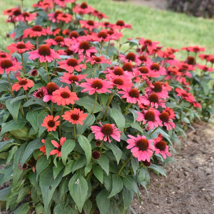 Color Coded&reg; 'Knock 'em Red' - Echinacea (Coneflower) from EC Browns Nursery