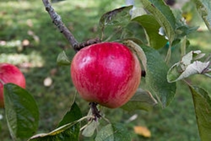 Akane - Malus domestica 'Akane' from EC Browns Nursery