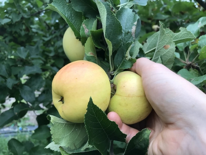 Juice Box Apple -Standard - Malus Apple 'Juice Box' from EC Browns Nursery