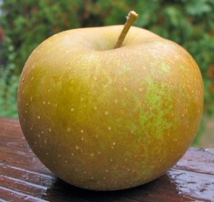 Zabergau Apple SD - Malus Apple 'Zabergau' from EC Browns Nursery