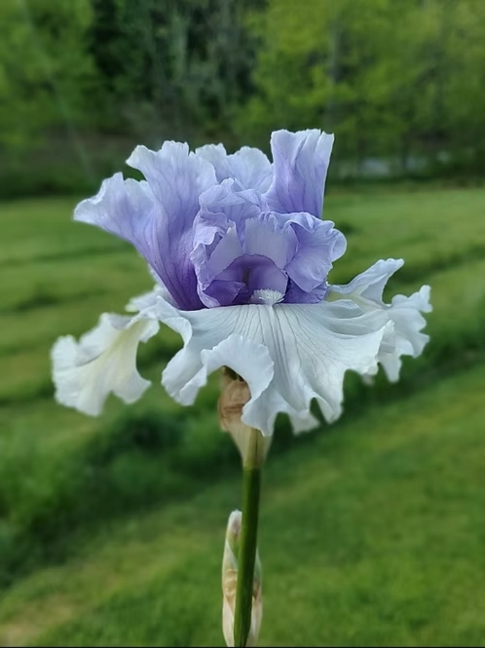 'Wintry Sky' Bearded Iris - Iris germanica from EC Browns Nursery