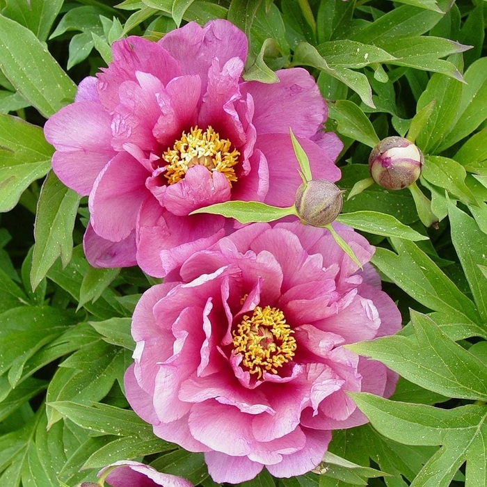 'Yankee Doodle Dandy' Itoh Peony - Paeonia from EC Browns Nursery