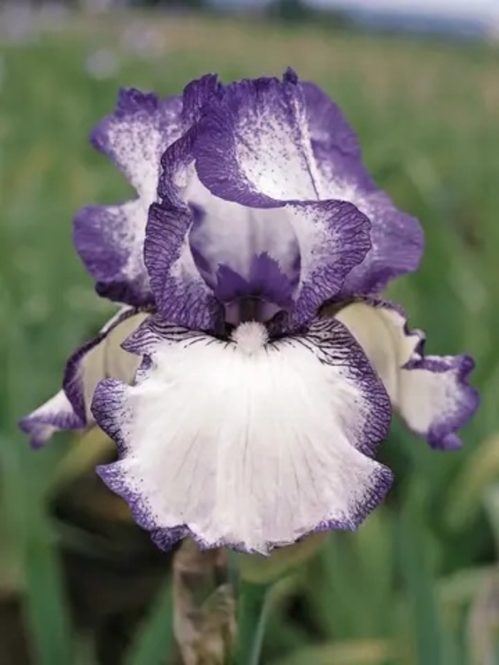 'Hemstitched' Bearded Iris - Iris germanica from EC Browns Nursery