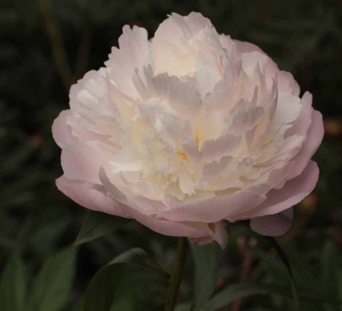 'Florence Nichols' Peony - Paeonia lactiflora from EC Browns Nursery