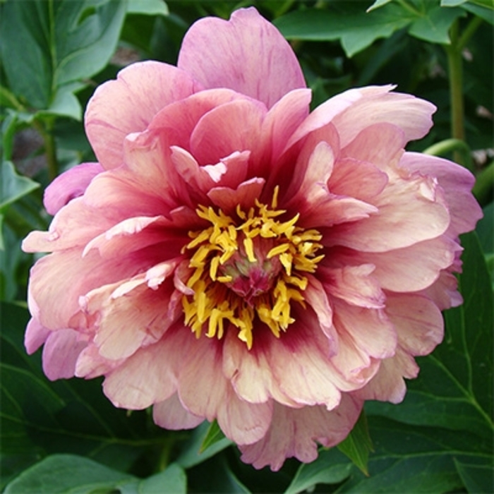 'Berry Berry Fine' Itoh Peony - Paeonia from EC Browns Nursery