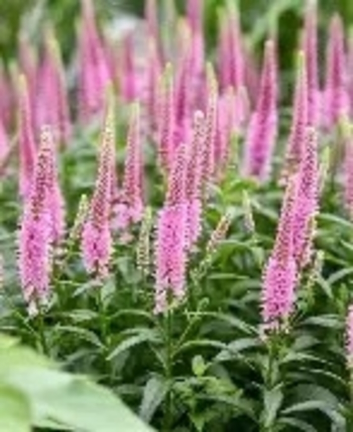 'Jedi Gem' Speedwell - Veronica from EC Browns Nursery