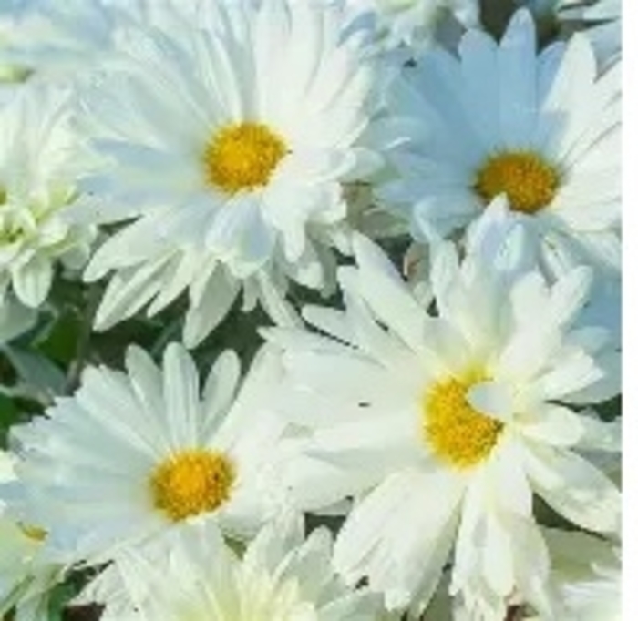 Mammoth&trade; White Daisy Hardy Mum - Chrysanthemum x morifolium from EC Browns Nursery