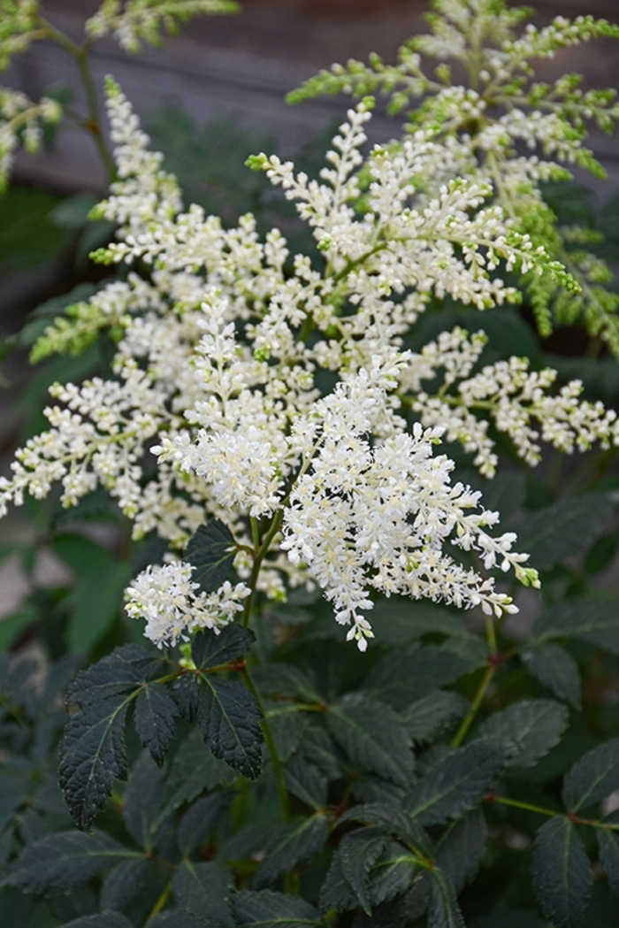'Fireworks White' False Spirea - Astilbe from EC Browns Nursery