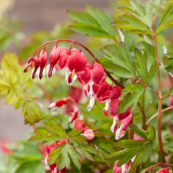 'Jolly Hearts&trade; Love' - Dicentra (Old Fashioned Bleeding Heart) from EC Browns Nursery