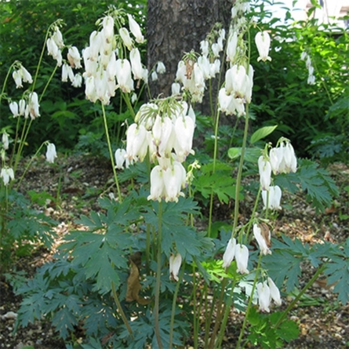 'Aurora' Fern-leaf Bleedingheart - Dicentra formosa from EC Browns Nursery