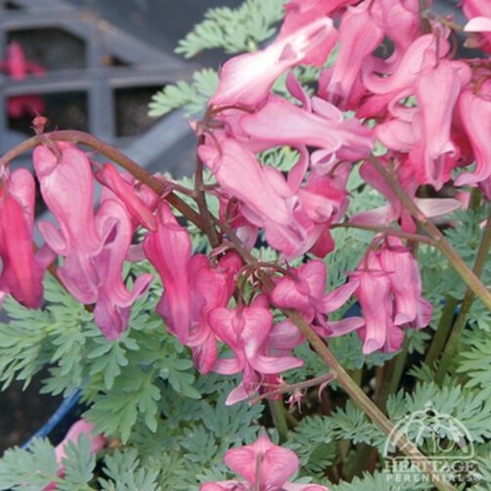 'Candy Hearts&trade;' Bleeding Heart - Dicentra eximia from EC Browns Nursery