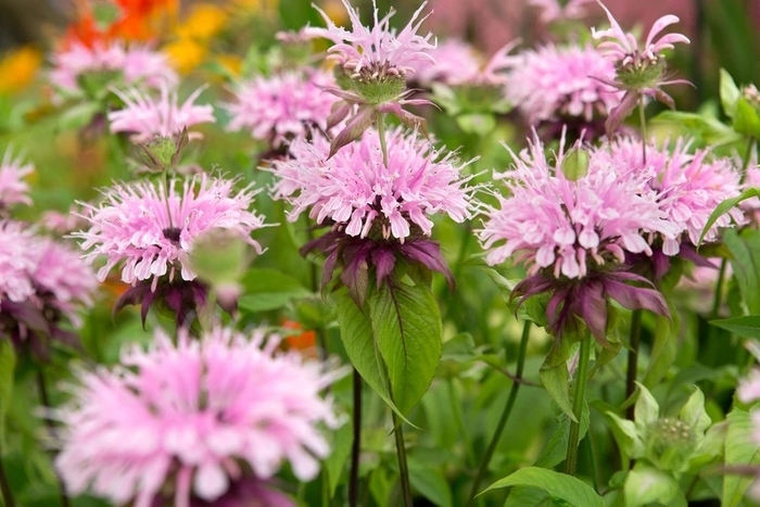 'Beauty of Cobham' Bee Balm - Monarda from EC Browns Nursery