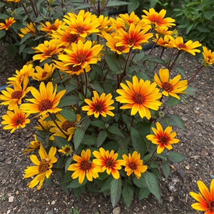 'Sole Scuro' False Sunflower - Helianthus helianthoides from EC Browns Nursery