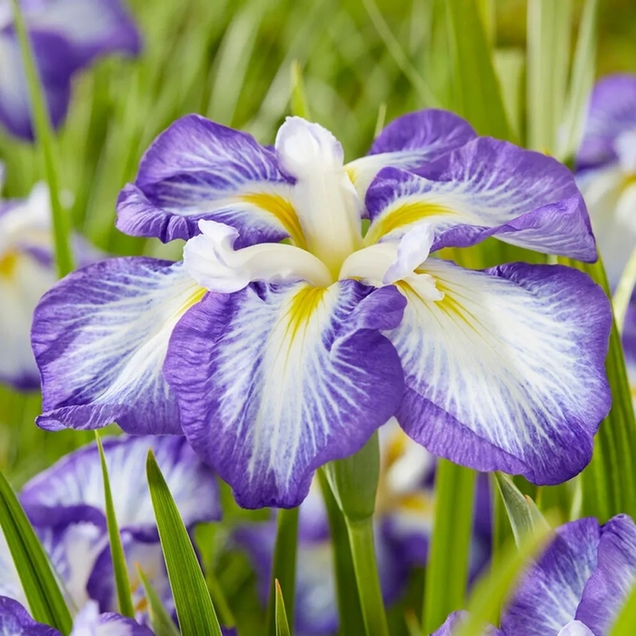Dinner Plate&trade; 'Carrot Cake' - Iris ensata from EC Browns Nursery