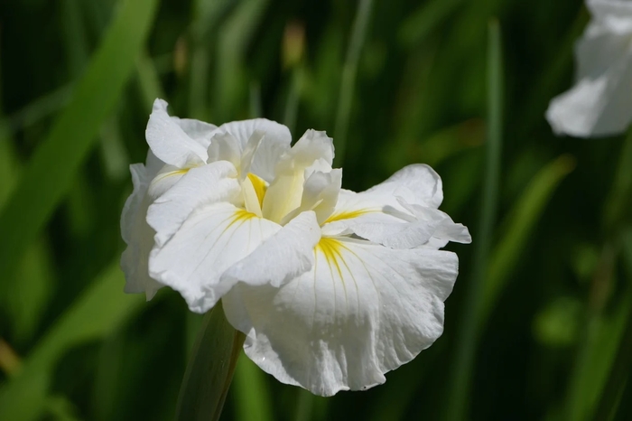 'Gold Bound' Japanese Water Iris - Iris ensata from EC Browns Nursery