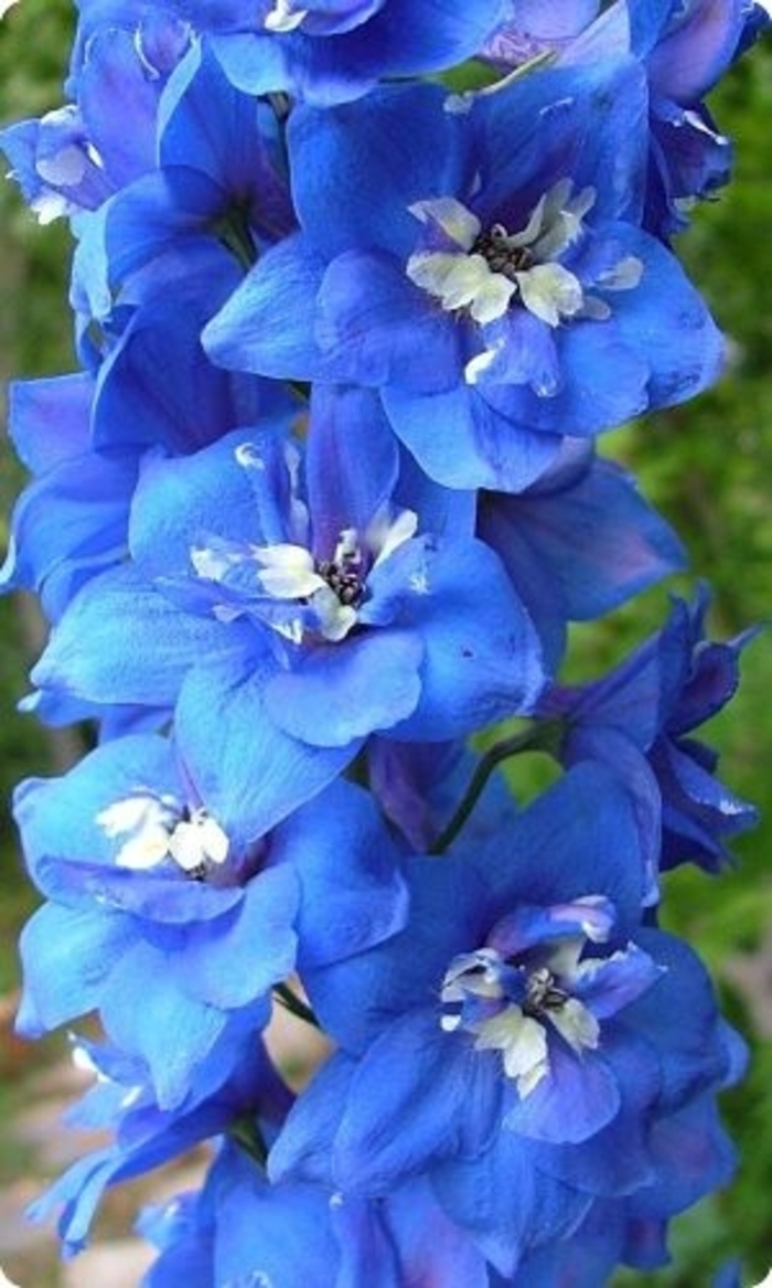 Pacific Giant 'Blue Bird' - Delphinium elatum from EC Browns Nursery