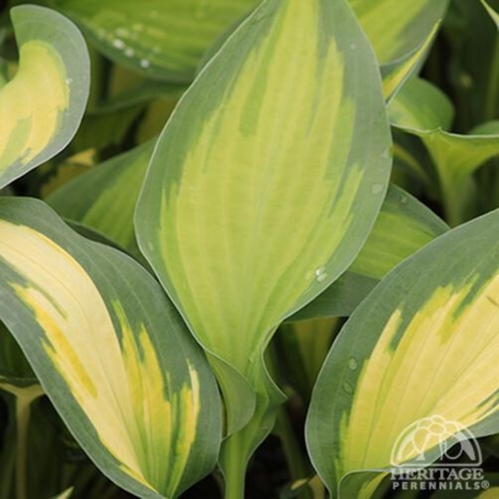 'Forbidden Fruit' Hosta, Plantain Lily - Hosta from EC Browns Nursery