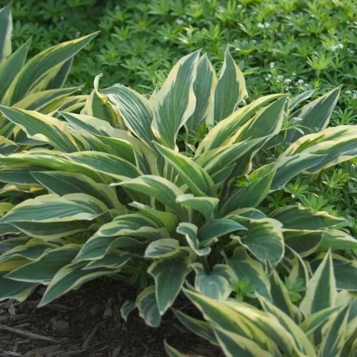 'Lakeside Dragonfly' Hosta, Plantain Lily - Hosta from EC Browns Nursery