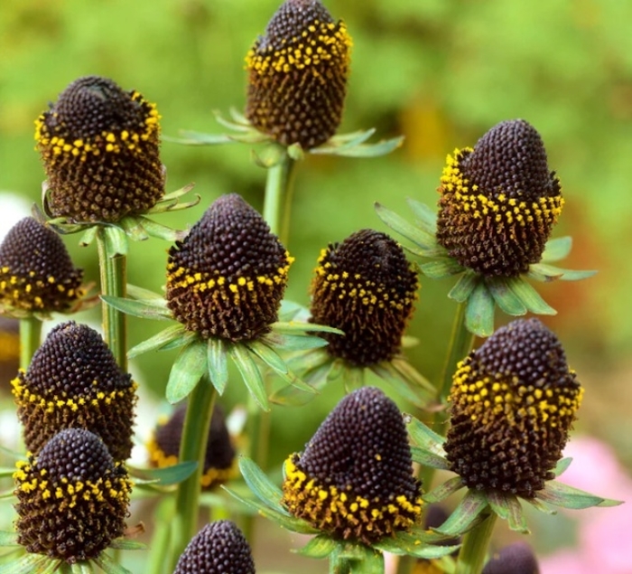 'Black Beauty' Black-Eyed Sunsan - Rudbeckia occidentalis from EC Browns Nursery